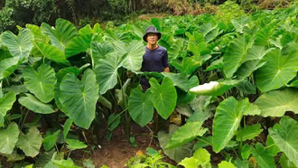 Cây "xóa nghèo" của người Mông vùng cao