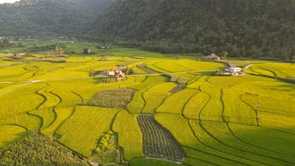 Bức tranh ngày mùa nơi vùng cao Lâm Thượng