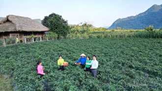 Nền tảng để xây dựng chuỗi liên kết nông sản thực chất và bền vững