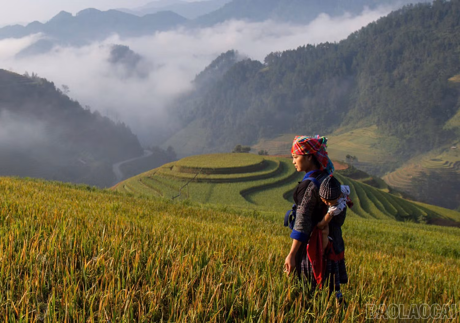 Nhịp sống yên bình bên ruộng lúa.
