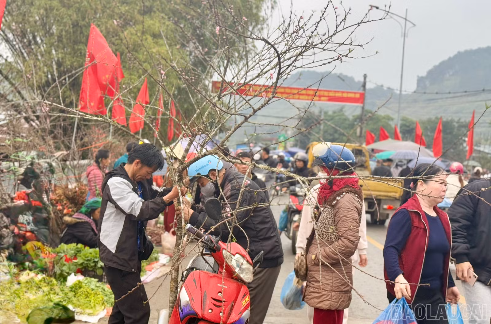 baolaocai-br_z7534292047558-89e56fe06c4d0f3fcc63dbdd9a936664.jpg