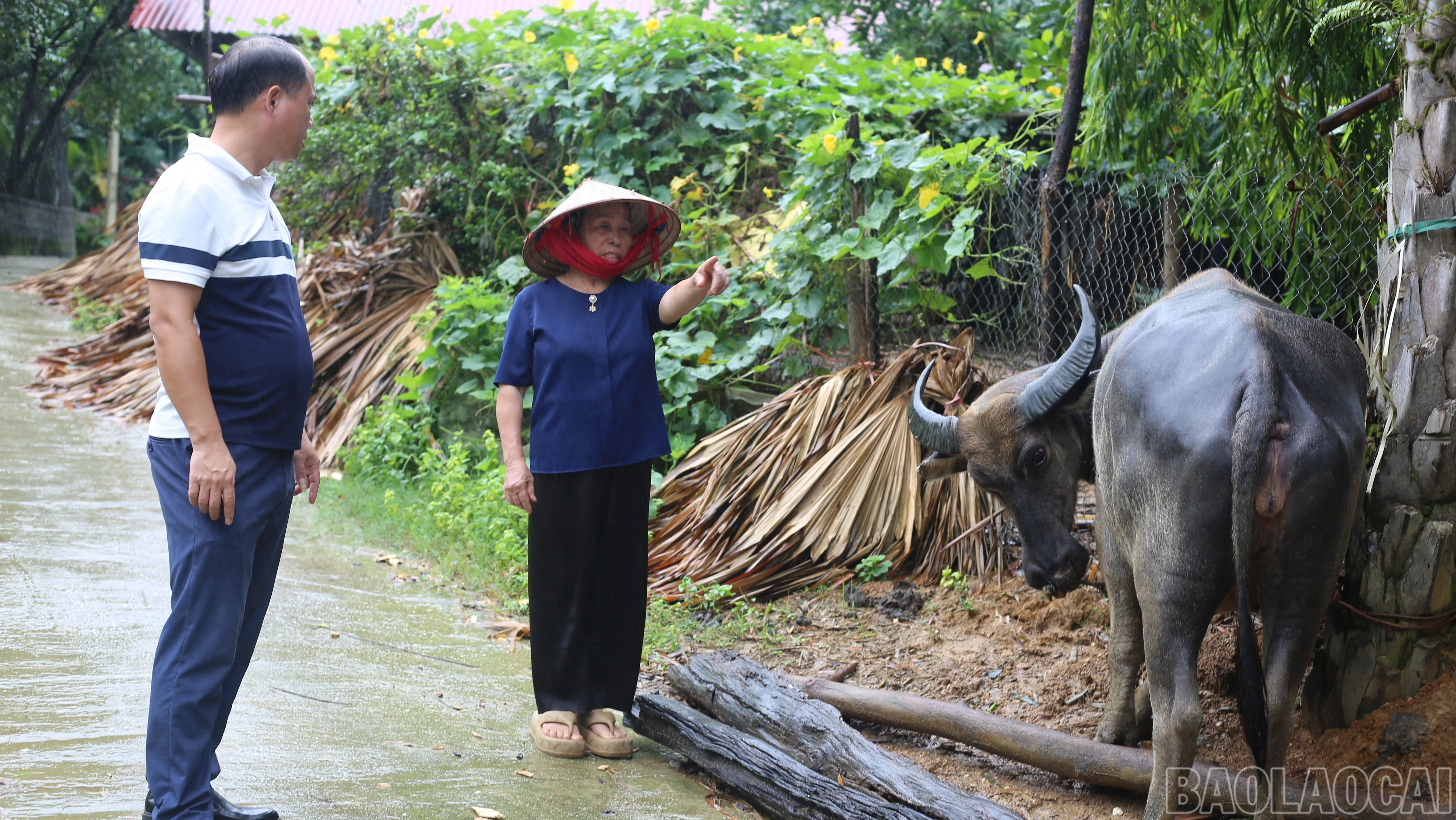baolaocai-br_img-7605-2026.jpg