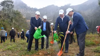 Huyện Si Ma Cai và Văn Bàn phát động Tết trồng cây xuân Giáp Thìn năm 2024