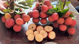 Vải không hạt Việt Nam lần đầu ra mắt thị trường Anh
