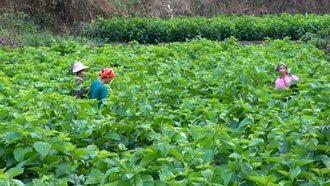 Những tín hiệu tích cực cho ngành dâu tằm tơ Việt Nam