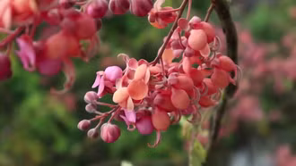 Mùa hoa ô môi ở miền Tây