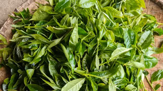 Vị ngọt chè xuân
