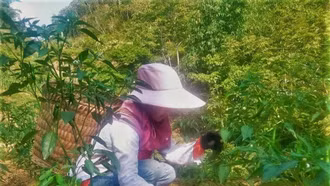 Phụ nữ thị trấn Mường Khương phát triển cây ớt theo hướng hàng hóa