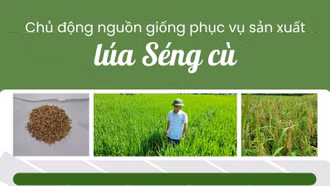 Chủ động nguồn giống phục vụ sản xuất lúa Séng cù