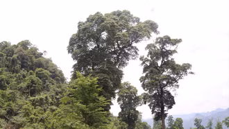 Cây nghiến siêu to khổng lồ hàng đầu Lào Cai