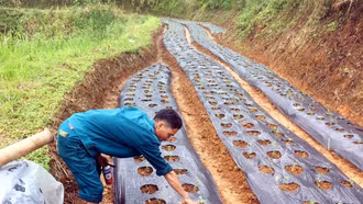  Xã Mường Hum trồng mới 3 ha cây cỏ ngọt
