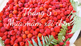 Tháng 5 mùa mâm xôi chín