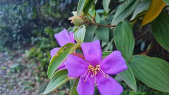 Sắc tím hoa mua
