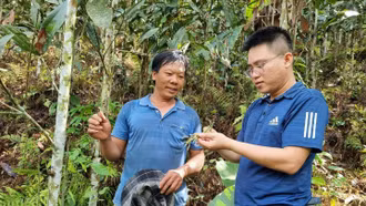 Bảo Yên: Xuất hiện tình trạng bọ vòi voi gây hại quế