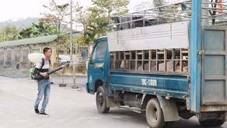 Tăng cường các biện pháp phòng, chống bệnh trên đàn gia súc, gia cầm và bệnh dịch tả lợn châu Phi