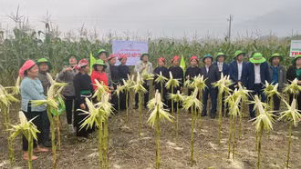 Đánh giá mô hình sản xuất giống ngô TBM 18 vụ đông tại xã Võ Lao