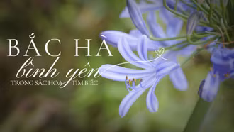 Bắc Hà bình yên trong sắc hoa tím biếc