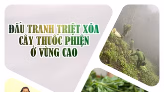 Đấu tranh triệt xóa cây thuốc phiện ở vùng cao