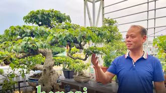 “Nuôi” bonsai, dưỡng tâm hồn