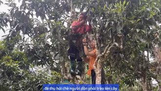 Đến Hoàng Thu Phố thưởng trà trăm năm tuổi