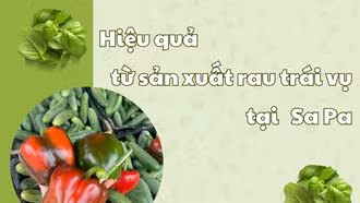 Hiệu quả từ sản xuất rau trái vụ tại Sa Pa