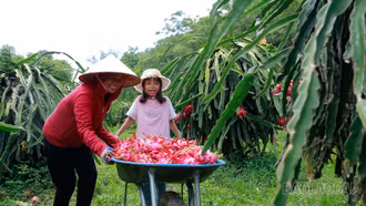 Về Bảo Yên mùa thanh long chín đỏ