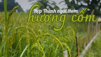 Hợp Thành ngát thơm hương cốm