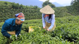 Sản lượng chè búp giảm mạnh, ảnh hưởng đến thu nhập của nông dân