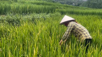Bảo Yên chủ động phòng, trừ rầy lưng trắng hại lúa