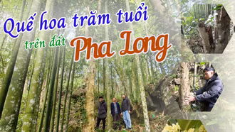 Quế hoa trăm tuổi trên đất Pha Long