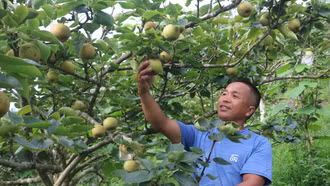 Hoàng Thu Phố (Bắc Hà): Mỗi ha lê cho thu hoạch quả, người dân thu trên 150 triệu đồng