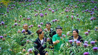 Sa Pa chuyển đổi 209 ha đất kém hiệu quả sang trồng cây ăn quả và dược liệu