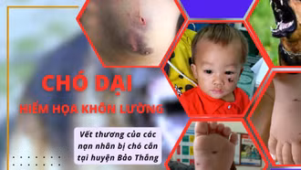 Bệnh dại trên chó - nỗi lo ở Bảo Thắng