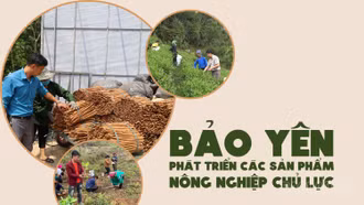 Bảo Yên phát triển các sản phẩm nông nghiệp chủ lực
