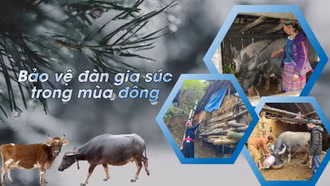 Bảo vệ đàn gia súc trong mùa đông
