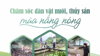 Chăm sóc đàn vật nuôi, thủy sản mùa nắng nóng