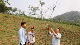 Nhiều diện tích cây na bị chết: Người dân thôn An “bất an”