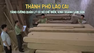 Thành phố Lào Cai tăng cường quản lý cơ sở chế biến, kinh doanh lâm sản
