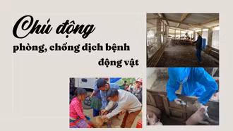 Chủ động phòng, chống dịch bệnh động vật