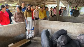 Đánh giá mô hình chăn nuôi lợn bản địa an toàn dịch bệnh tại xã Bản Sen