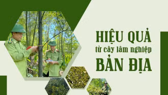 Hiệu quả từ cây lâm nghiệp bản địa