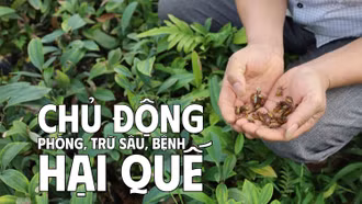 Chủ động phòng, trừ sâu, bệnh hại quế