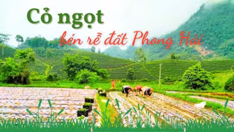 Cỏ ngọt bén rễ đất Phong Hải
