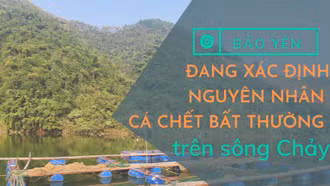 Bảo Yên: Đang xác định nguyên nhân khiến cá chết bất thường trên sông Chảy