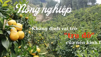 Nông nghiệp khẳng định vai trò “trụ đỡ” của nền kinh tế