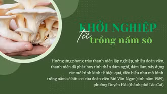 Khởi nghiệp từ trồng nấm sò hữu cơ