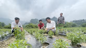 Hỗ trợ trồng 20 ha cây cỏ ngọt trong vùng đồng bào dân tộc thiểu số