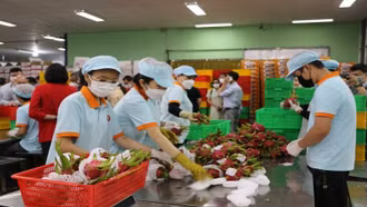 Rau quả Việt Nam có nhiều cơ hội xuất khẩu sang thị trường Đức