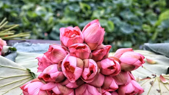 Sắc sen Hà Nội