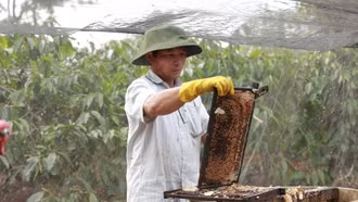 Xây dựng dữ liệu cho mật ong Việt Nam